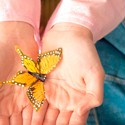 Ein Schmetterling